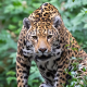 Jaguar ‘Gaspar’ Amazon’da 2 bin km yol aldı