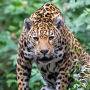 Jaguar ‘Gaspar’ Amazon’da 2 bin km yol aldı