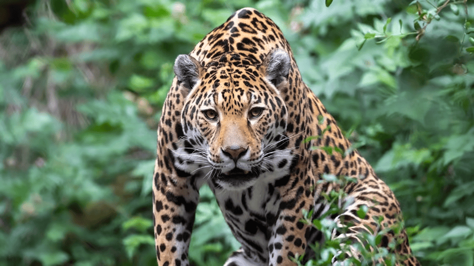 Jaguar ‘Gaspar’ Amazon’da 2 bin km yol aldı